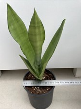 Sansevieria moonshine snake for sale  WEMBLEY