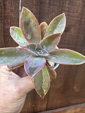 Echeveria gibbiflora large for sale  San Diego