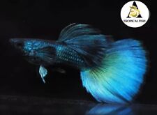 Male live aquarium for sale  Houston