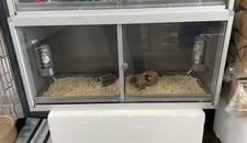 Small double rodent for sale  BOSTON