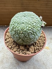 Pseudolithos migiurtinus own usato  Valdastico