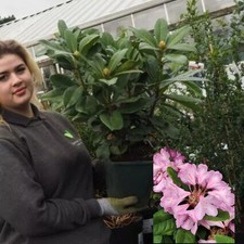 Rhododendron eucharities pink for sale  HARLOW