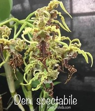 Dendrobium spectabile den for sale  Akron