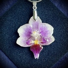 Real orchid flower for sale  KILMARNOCK