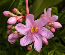 Medinilla apoensis bright for sale  Reddick