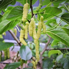 Morus macroura white for sale  Walterboro