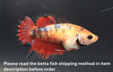 Premium live betta d'occasion  Expédié en Belgium