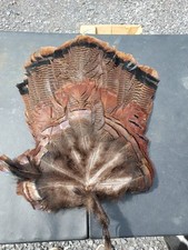 Wild turkey tail for sale  Claysburg