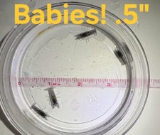 Electric blue crayfish for sale  Naples