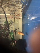 Fish live red for sale  Shorewood