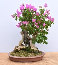 Bonsai mediterran drillingsblu gebraucht kaufen  Saarwellingen