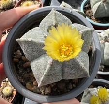 Astrophytum myriostima star for sale  CHERTSEY