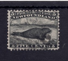 harp seal for sale harp seal for sale Kirkland