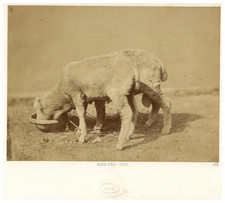 Bisson frères mouton d'occasion  Expédié en Belgium