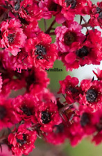 Leptospermum scoparium  Manuka , mirto  flores   para miel 500 semillas comprar usado  Enviando para Brazil