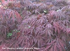 Japanese maple weeping for sale  Harrison Township
