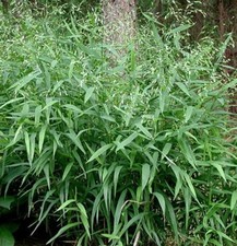 Spangle grass plug for sale  SALE