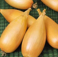 Onions white tosca for sale  GRIMSBY