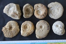 Ammonites normandie vendée d'occasion  Moyon