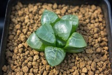 Succulent haworthia suisyou for sale  Albrightsville
