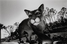 Foto de arte vintage Helmut Newton impressão Florida Panther 1995 tapete 11x14 comprar usado  Enviando para Brazil