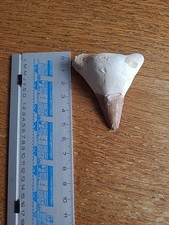 Dent mégalodon fossile d'occasion  Masnières