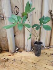 Zamia furfuracea cardboard for sale  Englewood