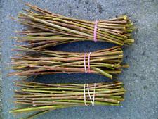 Willow tree cuttings for sale  COLCHESTER