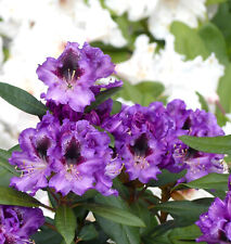 Rhododendron hybride blaue gebraucht kaufen  Uplengen
