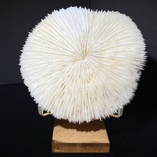 219g natural white d'occasion  Expédié en Belgium