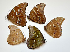 Morpho didius for sale  Delray Beach
