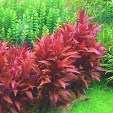 Alternanthera sessilis red for sale  STEVENAGE