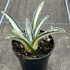 Agave media picta for sale  HELSTON