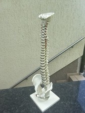Funktionsmodell wirbelsäule b gebraucht kaufen  Bad Sulza