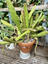 Disocactus ackermanii large for sale  MALDON