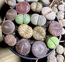 14x lithops bunte gebraucht kaufen  Berlin