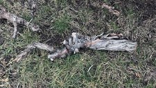 Weinreben weinknorzen rebholz gebraucht kaufen  Rottenburg am Neckar