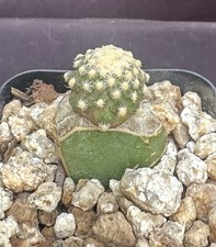 Pediocactus knowltonii sb304 for sale  Sacramento