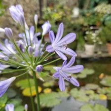 Agapanthus peter pan for sale  LAUNCESTON