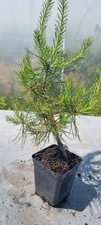 Bonsai kiefer pinus gebraucht kaufen  Solingen