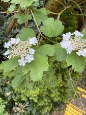 Guelder rose plants for sale  SPALDING