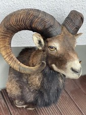 Muffel widder mufflon gebraucht kaufen  Berlin