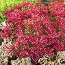 Sedum spurium dragon for sale  CORBY