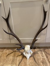 deer horns for sale deer horns for sale BRIDGE OF ORCHY
