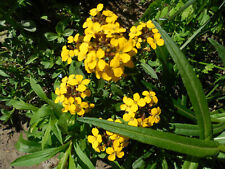 Pflanze blume sämereien gebraucht kaufen  Buxtehude