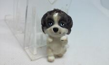 Puppy pocket maltipoo for sale  Nixa