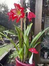 Amaryllis plant red for sale  Caryville