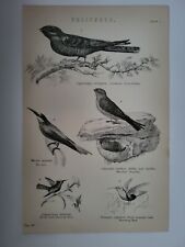 Estampa antiga 1870 Volitores gravura comum chupador de cabra comedor de abelhas Swiftlet, usado comprar usado  Enviando para Brazil