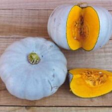 Winter squash crown for sale  RUGBY