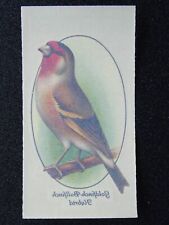 Goldfinch bullfinch hybrid for sale  UK